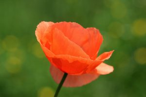 klatschmohn-1442098_1920