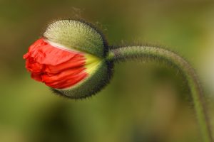 poppy-flower-1396929_1920